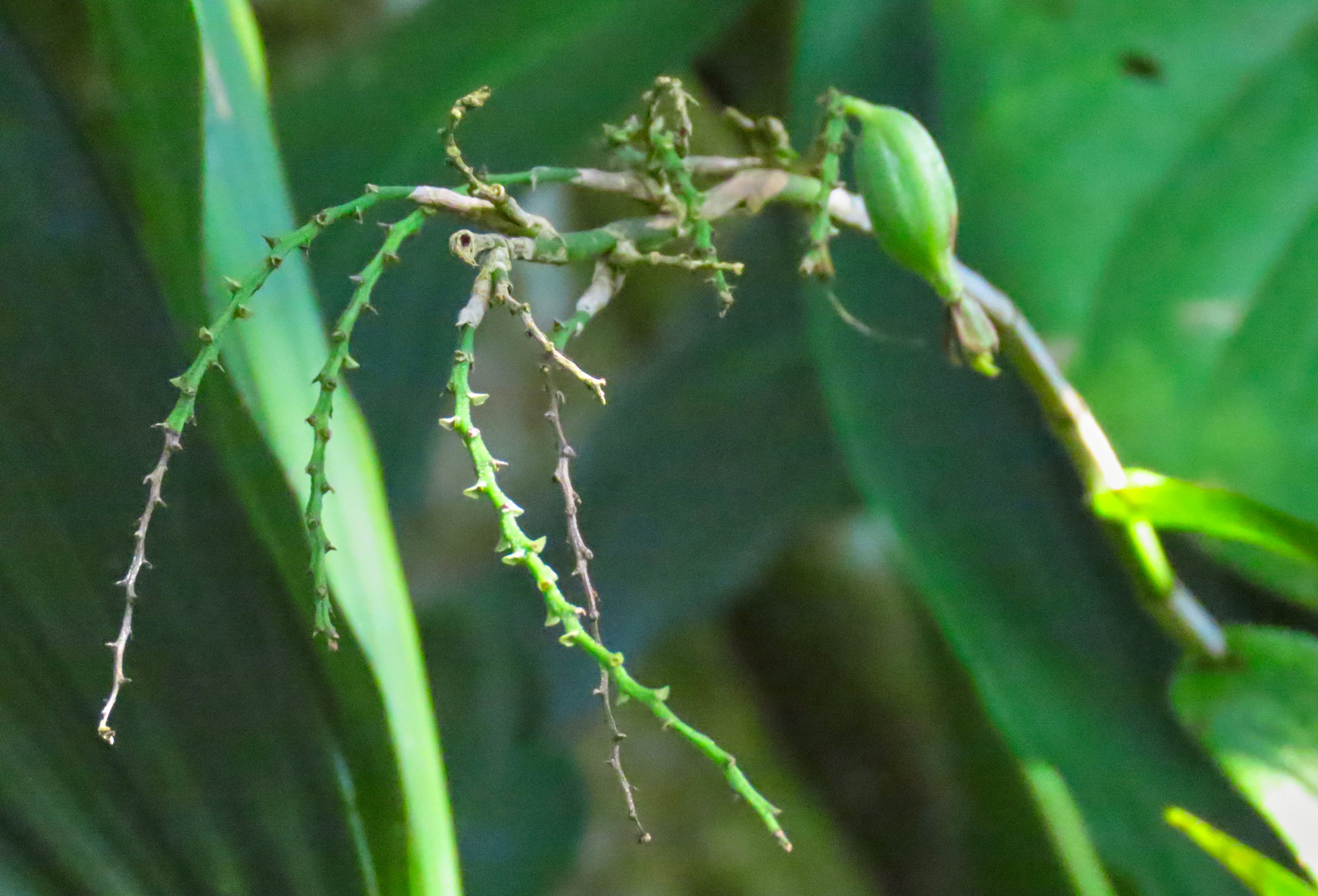 Epidendrum polyanthum